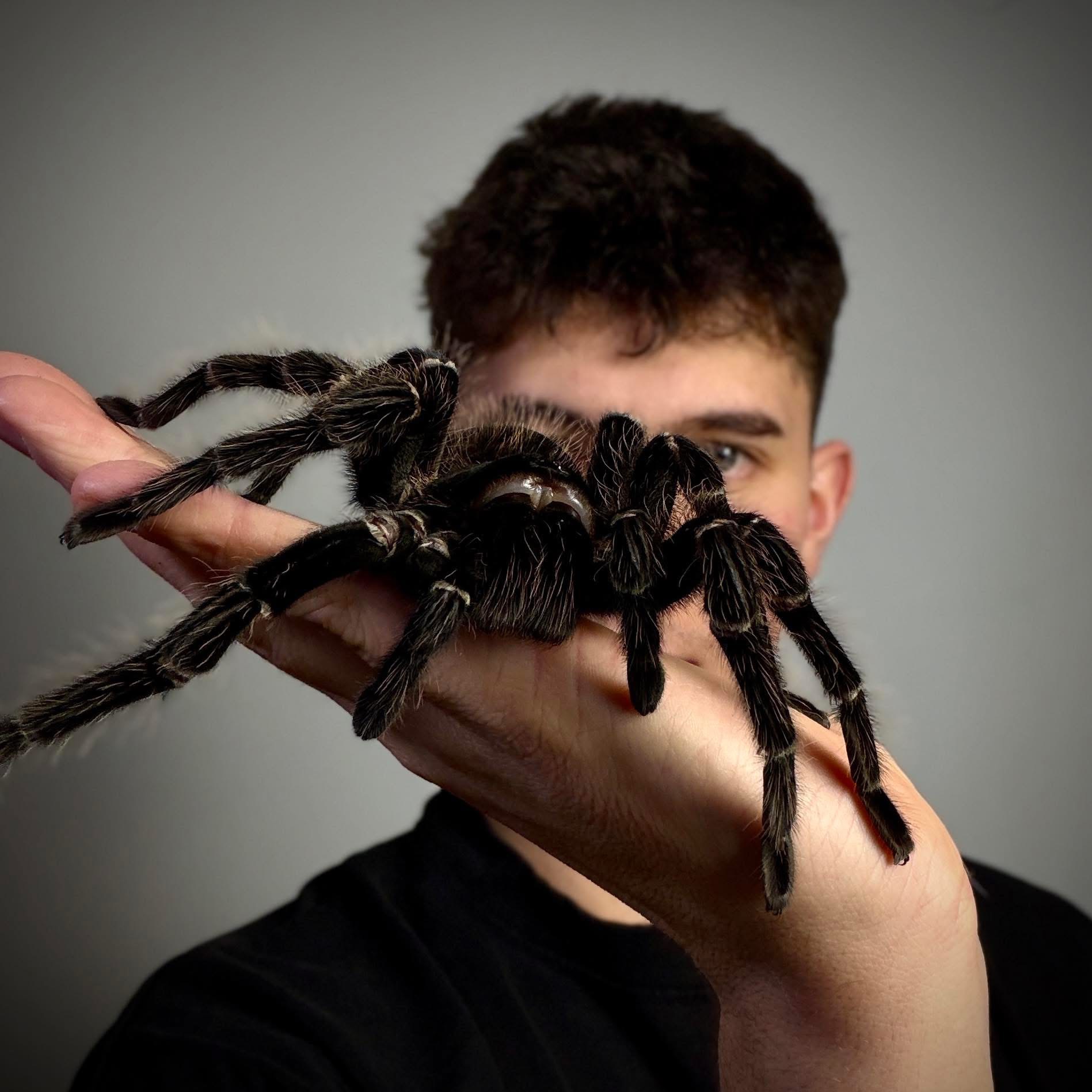 SpidersPoint