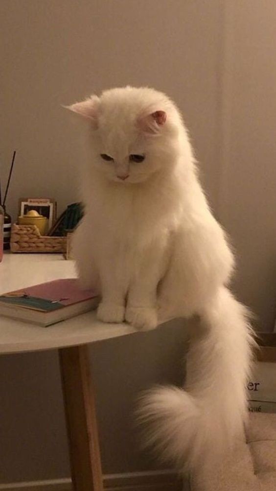 nyaaxis