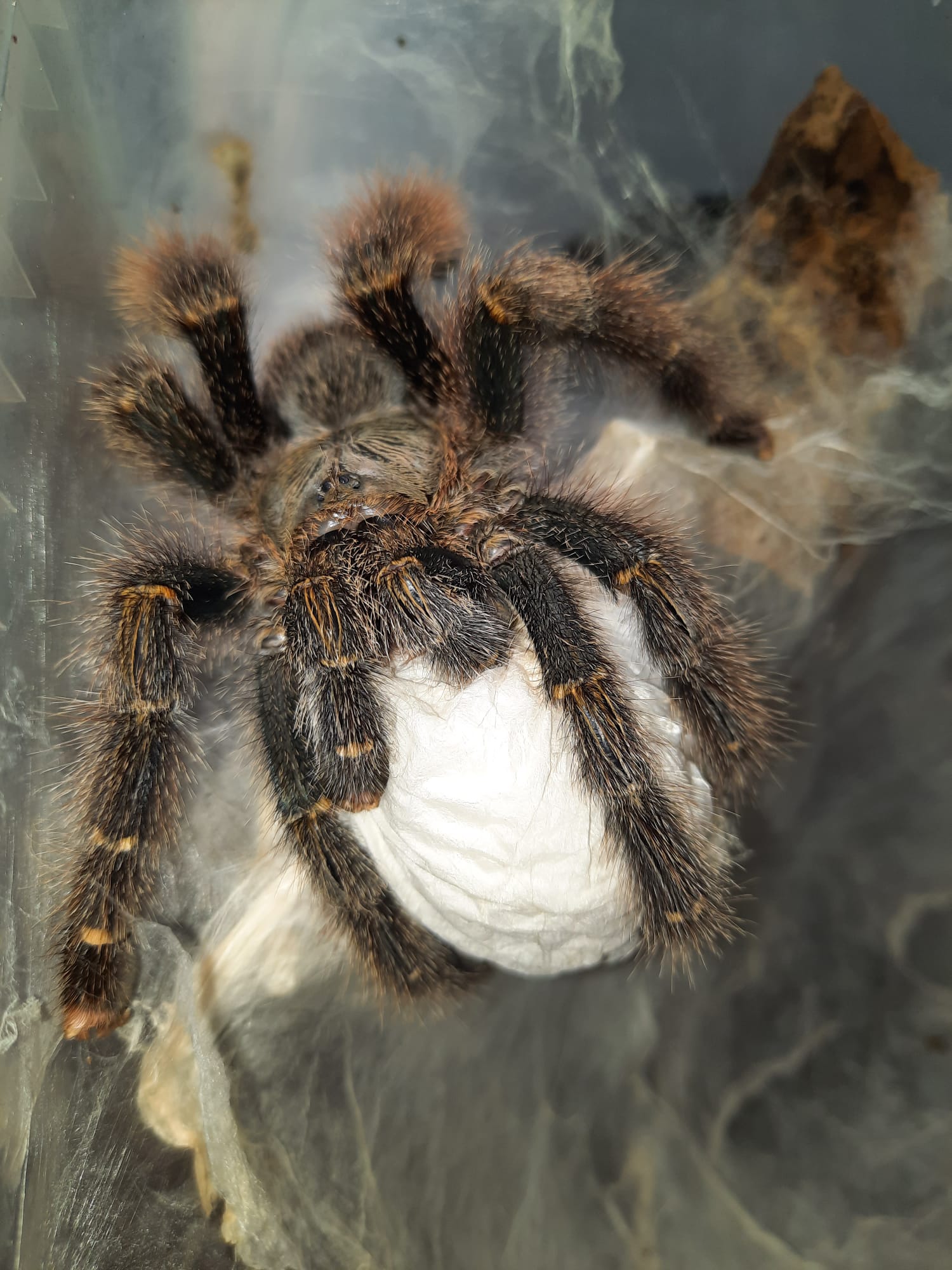 Tresor-lood Reptilia